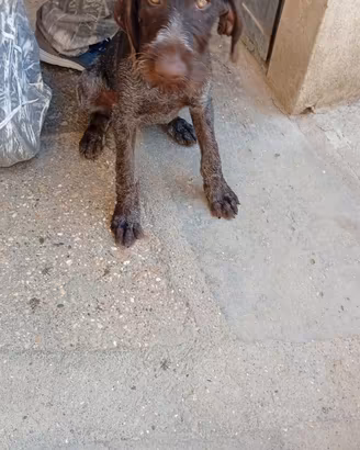Cucciola di drahthaar