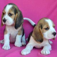 Cuccioli Beagle - Allevamento Enci