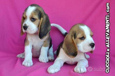 Cuccioli Beagle - Allevamento Enci