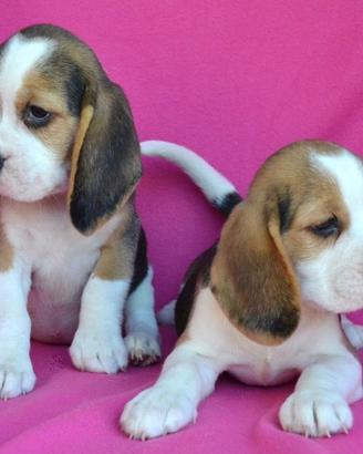 Cuccioli Beagle - Allevamento Enci