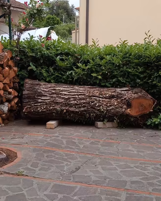 legno, tronco di noce appena tagliato. altezza 200