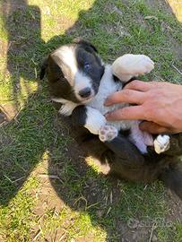 Cucciolo femmina border collie