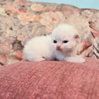 Cucciolo di gatto persiano