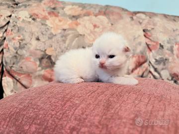 Cucciolo di gatto persiano