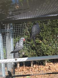 Parrocchetto dal collare