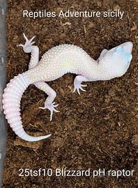 Geco leopardino Blizzard