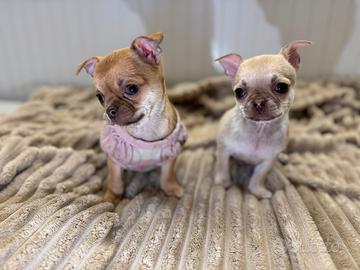 Cucciola Chihuahuha pelo corto piccolissima