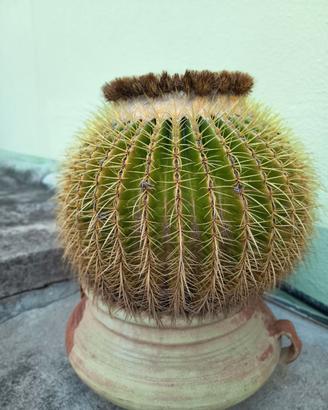 Cactus