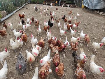 Galline ovaiole