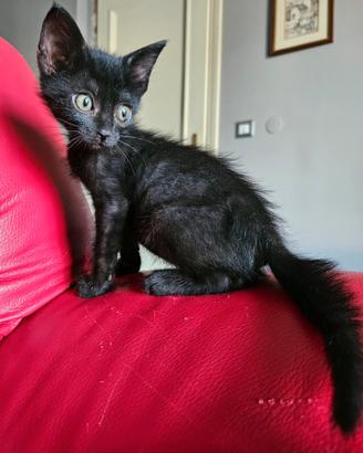 Gattino in adozione