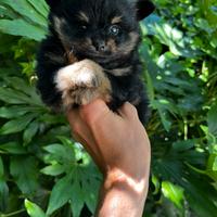 Cucciola di Pomerania