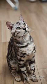 Bengala black silver