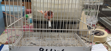 Arlecchino portoghese