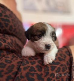 Cuccioli di Jack Russell Terrier