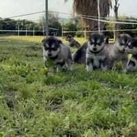 Cuccioli Alaskan Malamute