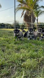 Cuccioli Alaskan Malamute