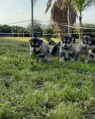 Cuccioli Alaskan Malamute