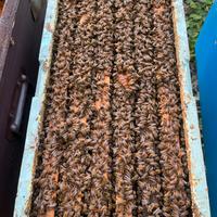 Famiglia / Nucleo di Api da Miele