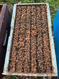 Famiglia / Nucleo di Api da Miele