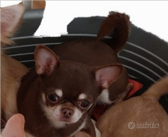 Chihuahua stalloncino