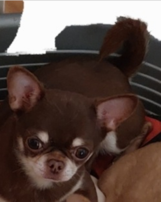 Chihuahua stalloncino