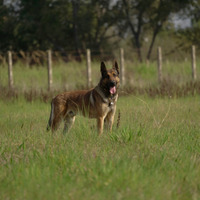 Belga malinois