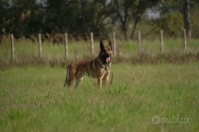 Belga malinois