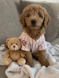 MALTIPO - MALTIPOO CUCCIOLI disponibili in 12 rate