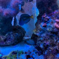 Paracanthurus Hepatus adulto XXL