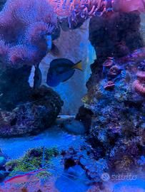 Paracanthurus Hepatus adulto XXL