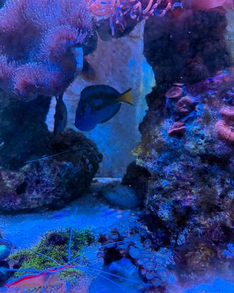 Paracanthurus Hepatus adulto XXL