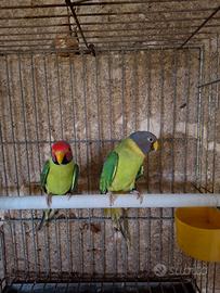 Pappagalli