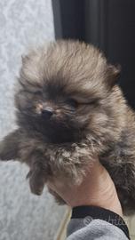 Spitz volpino Pomernaia