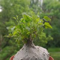 Piante rare caudex succulente cactus