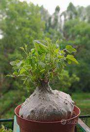 Piante rare caudex succulente cactus