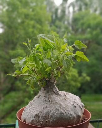 Piante rare caudex succulente cactus