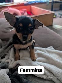 Chihuahua Toy e volpino di Pomerania Toy