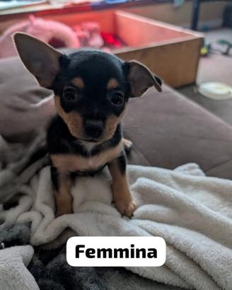 Chihuahua Toy e volpino di Pomerania Toy