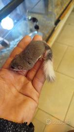Mini ghiro africani