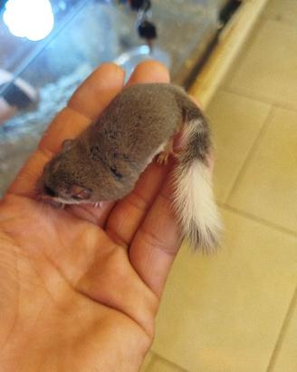 Mini ghiro africani