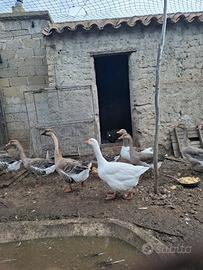 Galline Bantham e Oche grigie