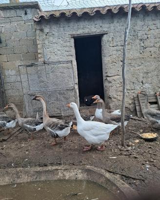 Galline Bantham e Oche grigie