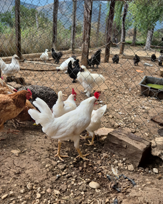 Gallo