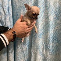 Xdr chihuahua mini Toy con pedigree