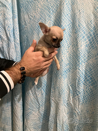 Xdr chihuahua mini Toy con pedigree