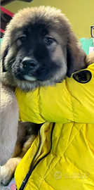 Cucciolo Pastore del caucaso