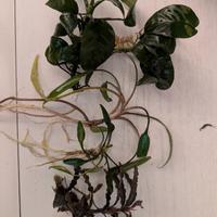 assortimento piante acquario