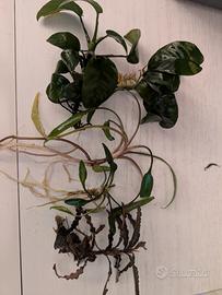 assortimento piante acquario