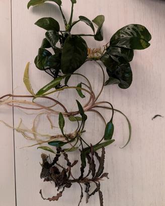 assortimento piante acquario