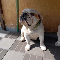 Bulldog inglese